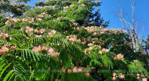 Новости Севастополя - 