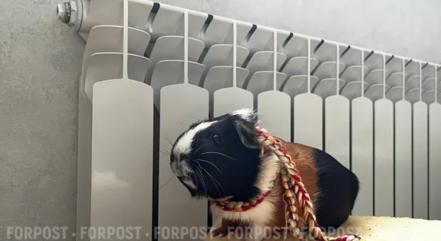 Новости Севастополя - Севастопольцу компенсируют ремонт машины, на которую упал столб