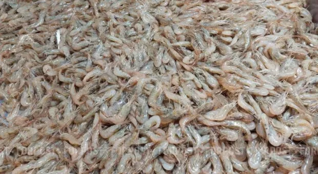 Новости Крыма - Почему в Азовском море стало больше креветок и почему их сложно продать