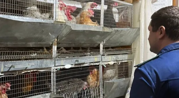 Новости России - Почему куры на балконе могут жить припеваючи