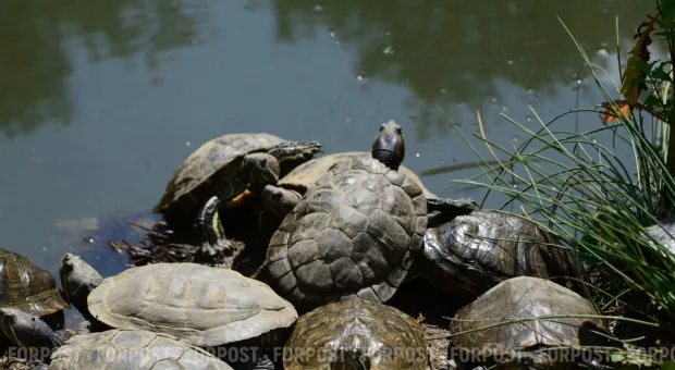Новости Севастополя - Телеканалы Севастополя покажут фильм «Цвет крови»