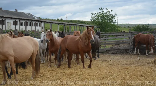 Новости Севастополя - Крымские коммерсанты заплатят 20 миллионов за отравленный воздух