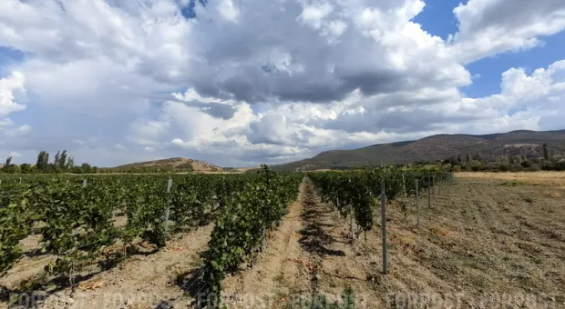Новости Севастополя - Власти Севастополя блокируют новый винодельческий проект?