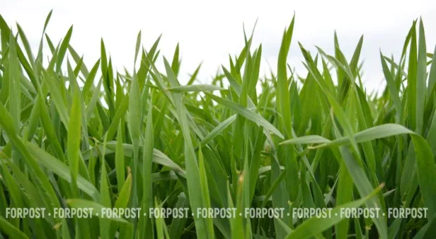 Новости Крыма - 