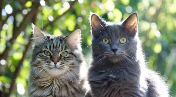 Мировые новости - На Украине побит рекорд: каждые две минуты из ВСУ сбегает один солдат