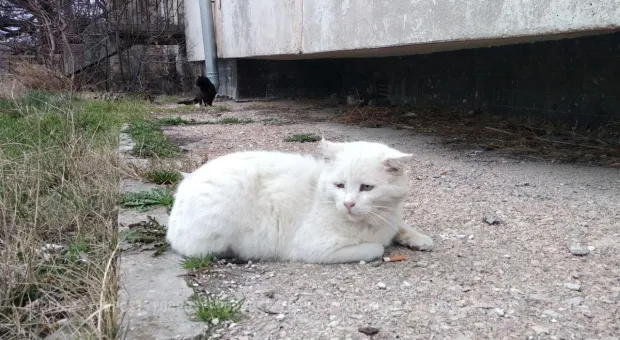 Новости Севастополя - В Севастополе родители самостоятельно сделали ребенку обрезание