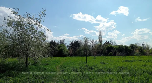 Новости Севастополя - Севастополь возвращает себе леса в Байдарской долине