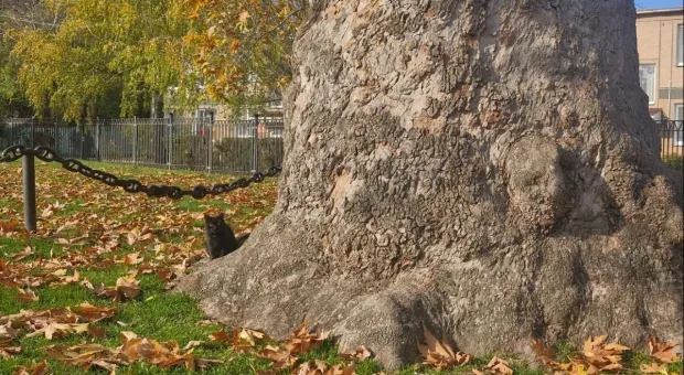 Новости Севастополя - В Севастополе туман изолировал Северную сторону 