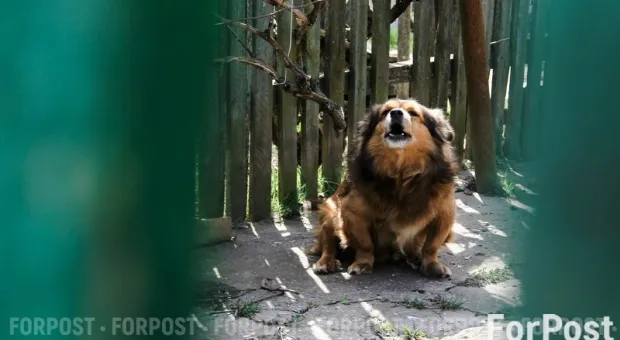 Новости Севастополя - Осталось 56: как в Севастополе живут собаки на Монастырском шоссе