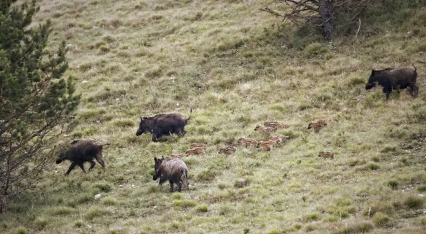 Новости Крыма - Аксёнов отчитался Путину о новых тенденциях развития Крыма