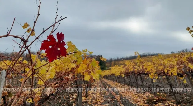 Новости Крыма - Доисторический символ курорта на западе Крыма переехал по новому адресу