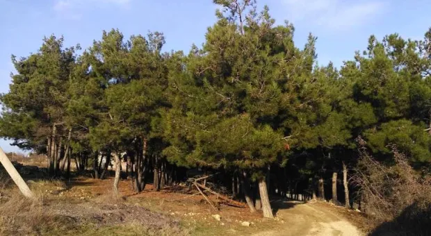 Новости Севастополя - Севсети # 708. В Севастополе спасли дерево, нашли трусы и попутали сроки 