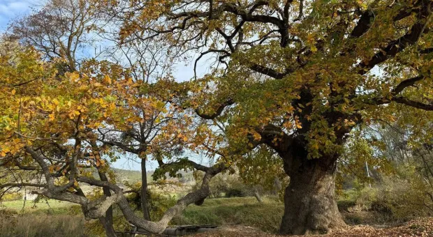 Новости Севастополя - Севастополь предлагает евреям Запада жизнь «как нигде в мире» 
