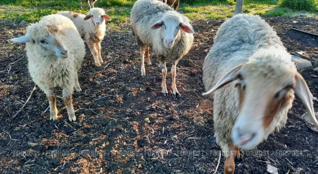 Новости Севастополя - Севсети #713. Маяковский, необычная парковка, тоска по городу и копилка подлостей