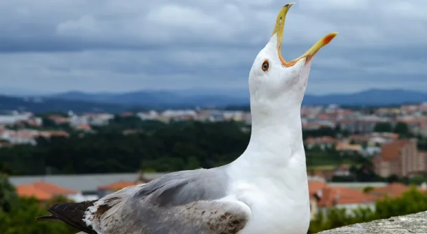 Мировые новости - В Севастополе лечат дерево немецкого ученого, служившего России