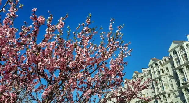 Новости Севастополя - Севсети#716: советская античность, волчья благодарность и место в большой политике