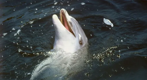 Новости Севастополя - Легендарную 30-ю батарею в Севастополе окружают застройщики