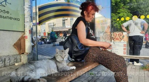 Новости Севастополя - Рабочие по незнанию могут уничтожить старинные кедры под окнами крымского парламента