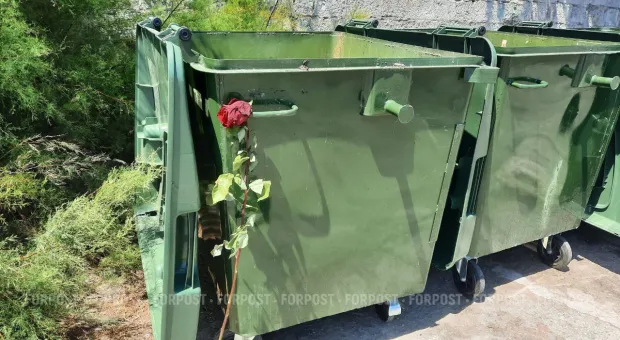 Новости Севастополя - Сосны Станкевича в Севастополе хотели убить солью?