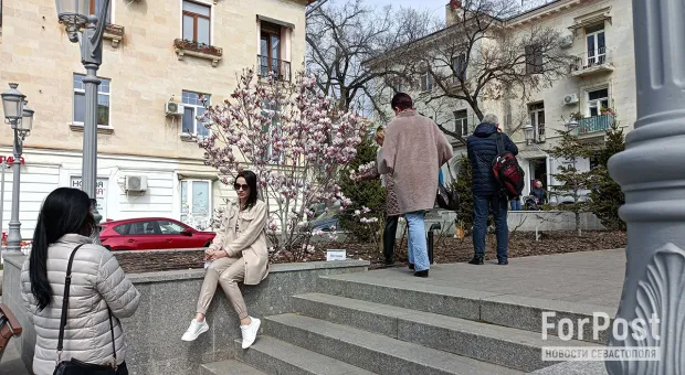 Новости Севастополя - Дельфин попал в ловушку у берегов Севастополя