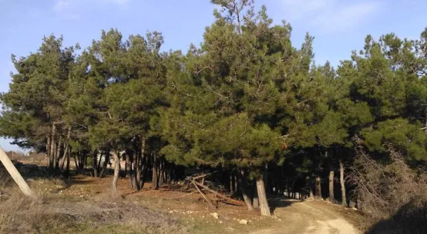 Новости Севастополя - Утро пятницы: Севастополь встал – сидите дома!