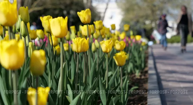 Новости Севастополя - Севсети #712. Бараны-столоначальники, недетские игрушки и скотч всемогущий