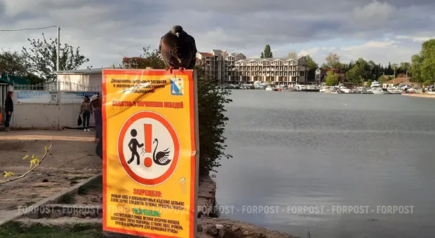 Новости Севастополя - Хватит пользоваться украинскими схемами, — эксперт о зачистке «Соловьёв»