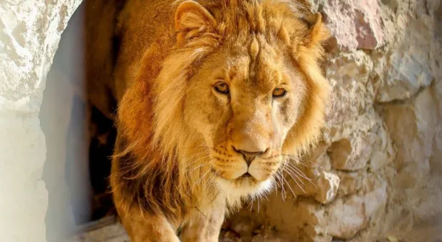 Новости Крыма - В Крыму пенсионерка оставила покупательницу без квартиры и денег