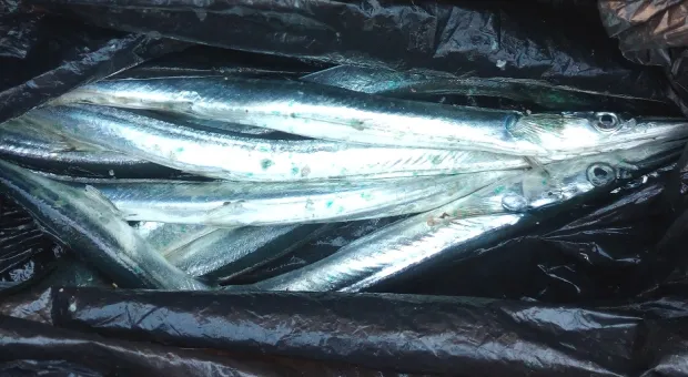 Новости Севастополя - Севастополь окончательно перешёл на ЕГКС 