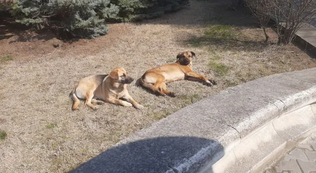 Новости Севастополя - Севсети #723. Внешняя оболочка и суровая жизнь восходителей