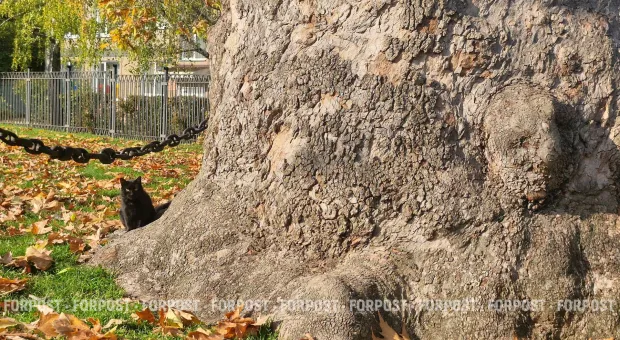 Новости Севастополя - 