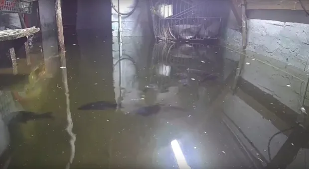 Новости России - Фермер придумал кормить рыбу перцем чили, чтобы улучшить её вкус