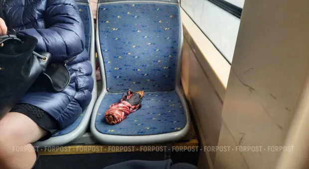 Новости Севастополя - ДТП в Севастополе: машина в соснах, пешеход в больнице 