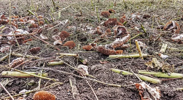 Мировые новости - Фермер придумал кормить рыбу перцем чили, чтобы улучшить её вкус