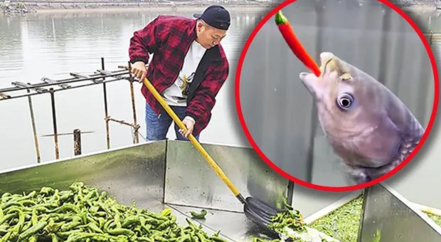 Мировые новости - 