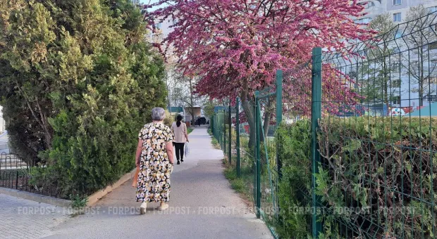 Новости Севастополя - Севсети#733: Боевые праздники, проверка аппендиксом и клещ Валера 