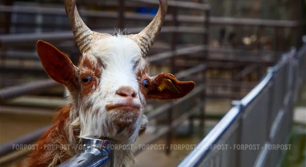 Новости Севастополя - Севастопольцы отказываются быть «окультуренными» насильно