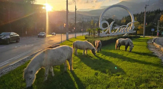 Новости Крыма - 