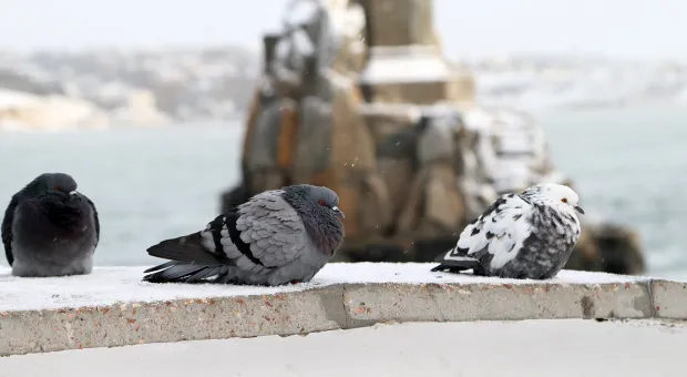 Новости Севастополя - 