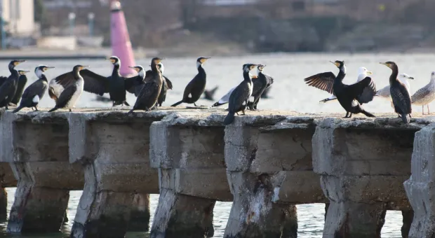 Новости Севастополя - Младенец выжил после падения на пол в роддоме Севастополя