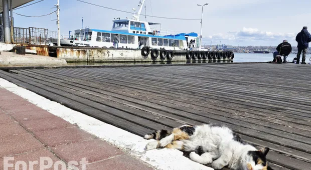 Новости Севастополя - СевСети#391. Вопрос к Учкуевке и коммунальное счастье