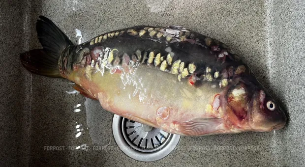 Новости Севастополя - Рыба в Черном море мельчает