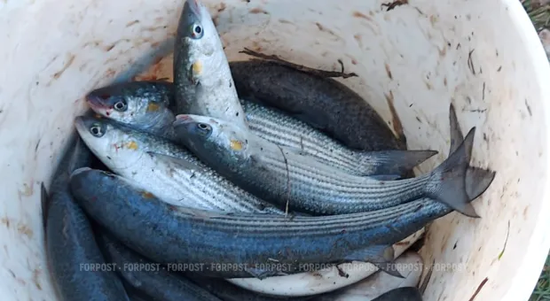 Новости Севастополя - В бухте Севастополя поймали пресноводного карпа