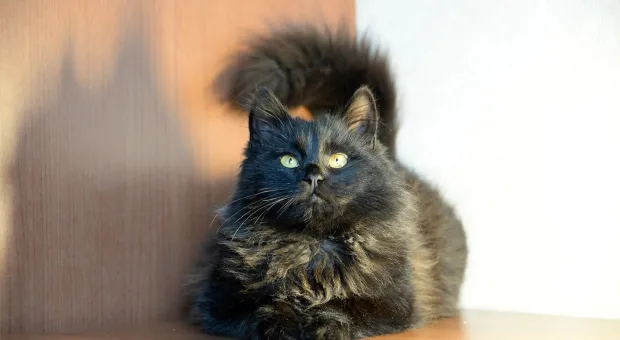 Новости Севастополя - СевСети #398. Чья-то печень, коварные родители и Крещение