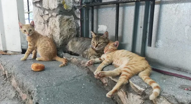 Новости Севастополя - СевСети#391. Вопрос к Учкуевке и коммунальное счастье