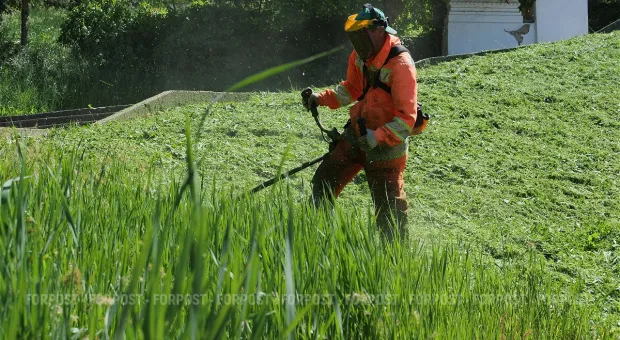 Новости Севастополя - Каждое дерево в Севастополе возьмут на учёт