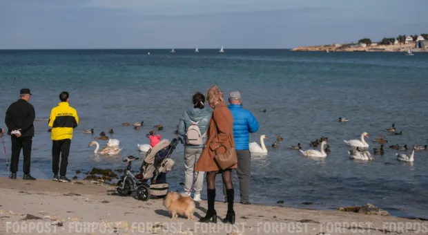 Новости Севастополя - МЧС призывает подкармливать птиц в бухтах Севастополя