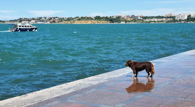 Новости Севастополя - На какую ногу живут севастопольцы?