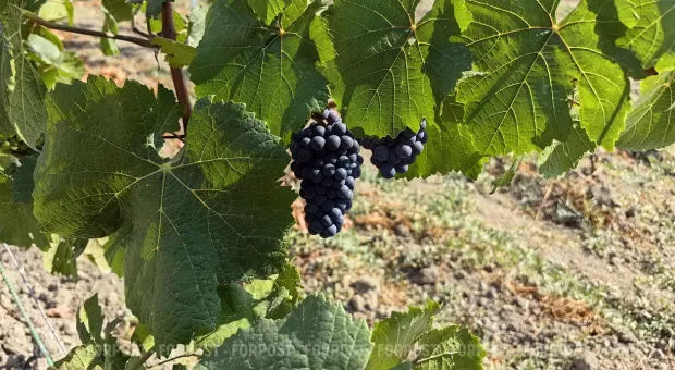 Новости Севастополя - На что севастопольский винзавод потратит 78 миллионов