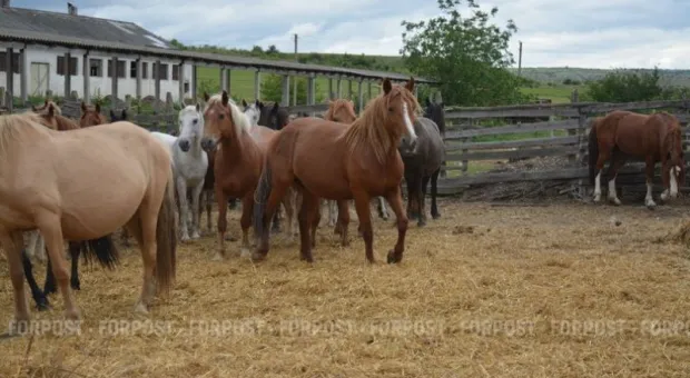 Новости Крыма - 